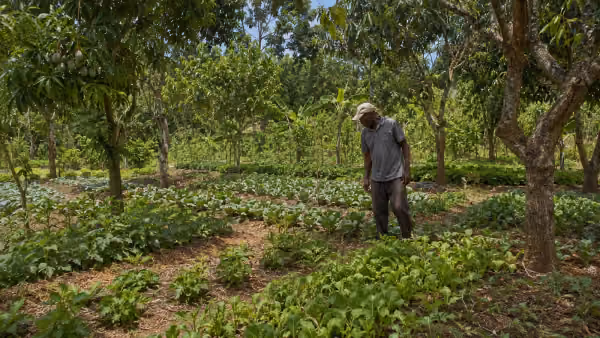 Imaj pou gid: Agroforestri — Konbine Pyebwa ak Kilti pou Plis Benefis