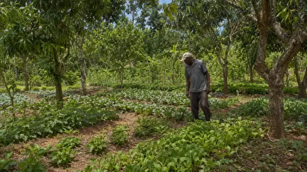 Imaj pou gid: Agroforestri — Konbine Pyebwa ak Kilti pou Plis Benefis