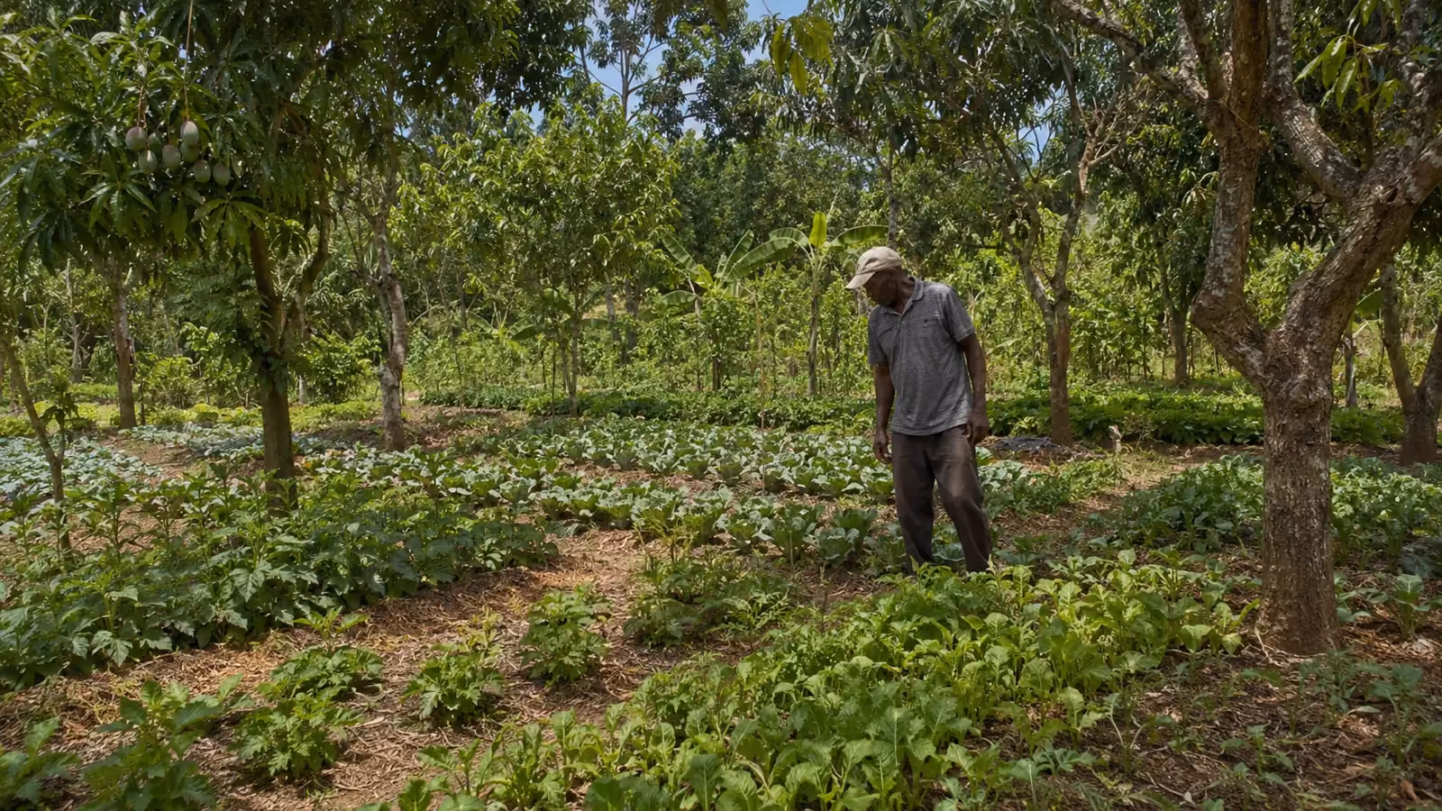Agroforestri — Konbine Pyebwa ak Kilti pou Plis Benefis