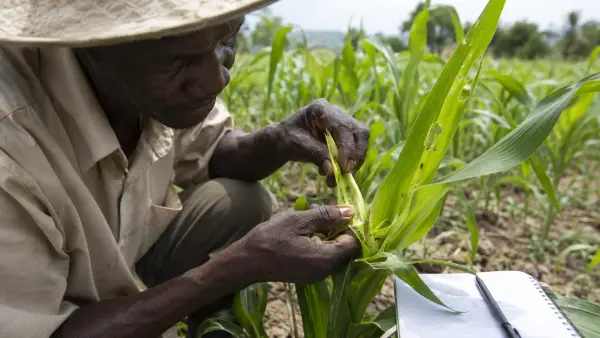 Imaj pou gid: Cheni nan Kè Mayi: Rekonèt ak Jere Fall Armyworm San Flite Oaza