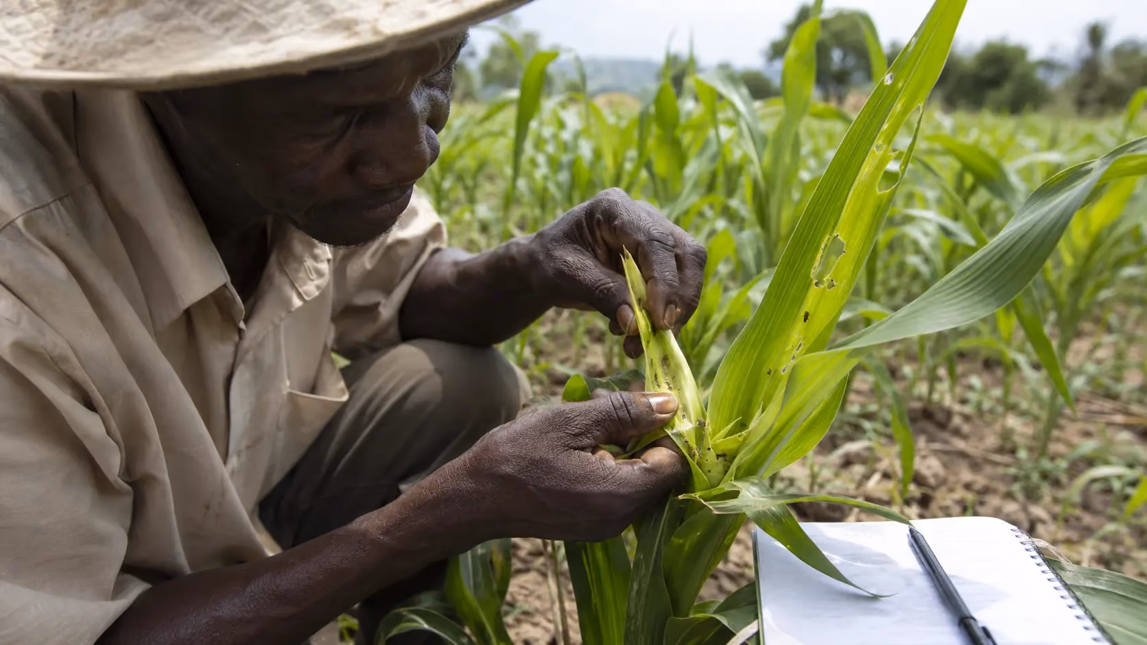 Cheni nan Kè Mayi: Rekonèt ak Jere Fall Armyworm San Flite Oaza