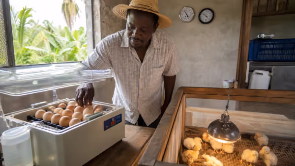 Imaj pou gid: Enkibatè an Ayiti: Kijan pou Kouve Ze Poul San Pèdi Ti Poul
