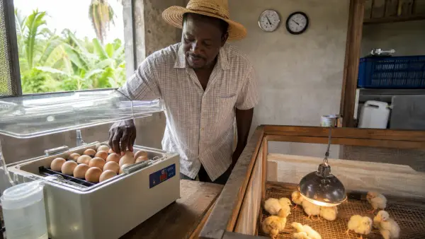 Imaj pou gid: Enkibatè an Ayiti: Kijan pou Kouve Ze Poul San Pèdi Ti Poul
