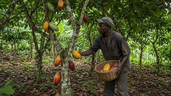 Imaj pou gid: Kakawo ann Ayiti — Soti nan Plantasyon rive nan Mache