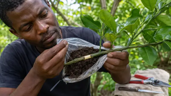 Imaj pou gid: Kijan Pou Fè Makotaj — Pou Mango Fransik, Zaboka, ak Sitwon