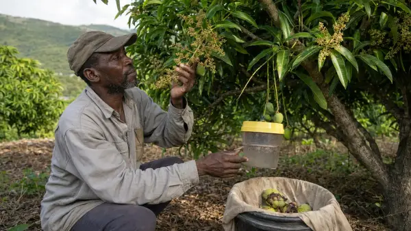 Imaj pou gid: Mango Fleri Men Li Pa Donnen? Flè, Ti Fwi ak Mouch Fwi