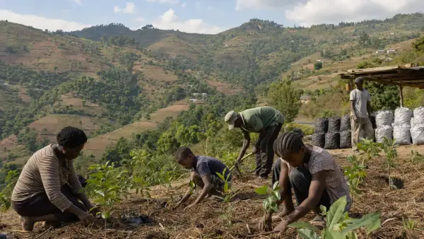 Imaj pou gid: Poukisa Ayiti Pèdi Forè Li — Istwa ak Done Vrè
