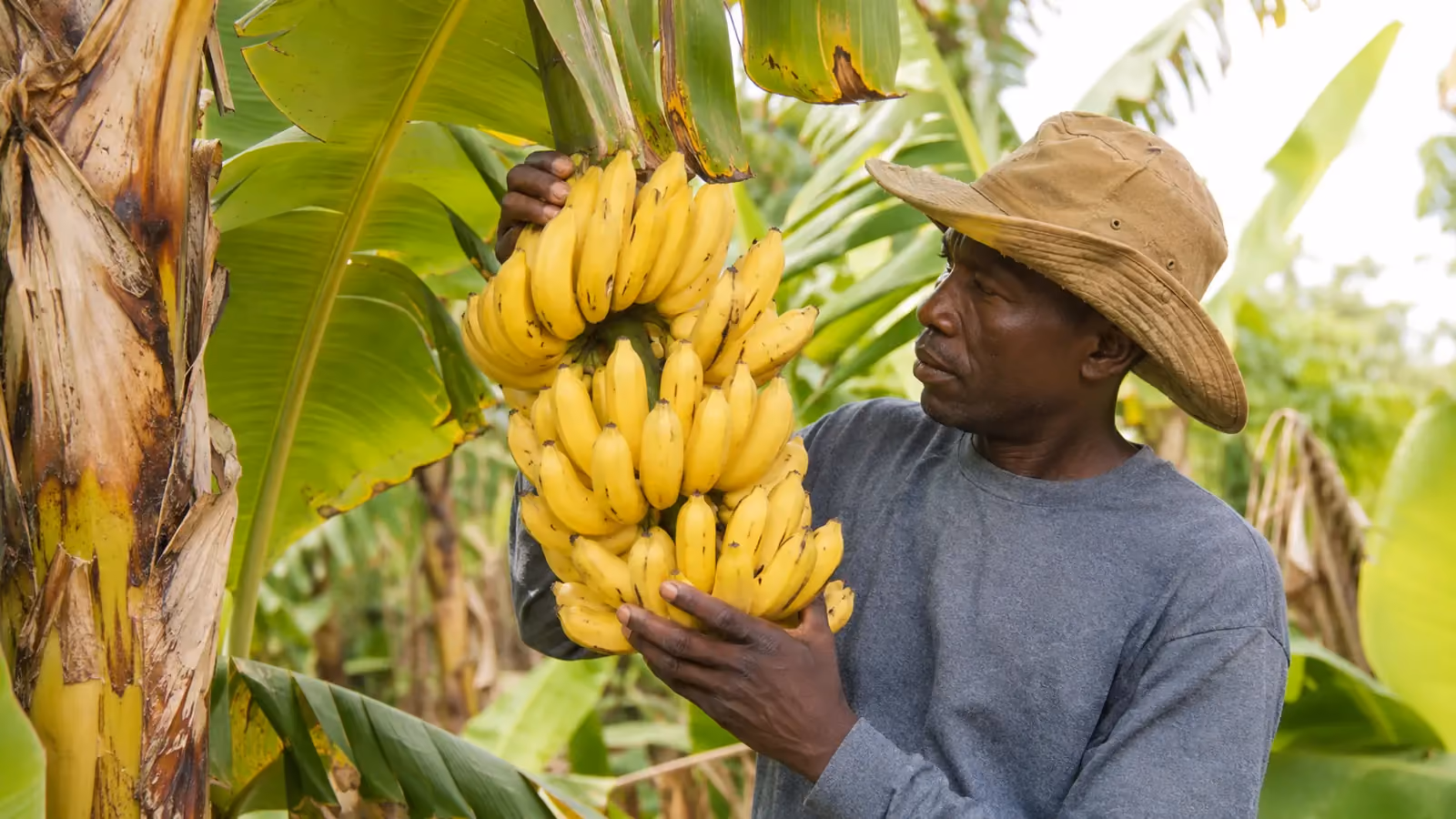 Bannann Fig — Musa spp. (AAA dessert group)