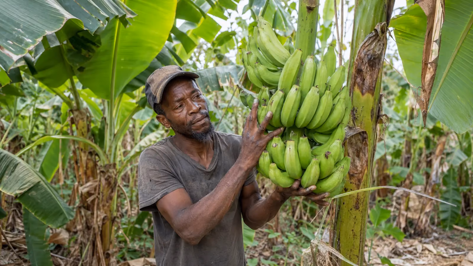Bannann Miske — Musa spp. (AAB plantain group)