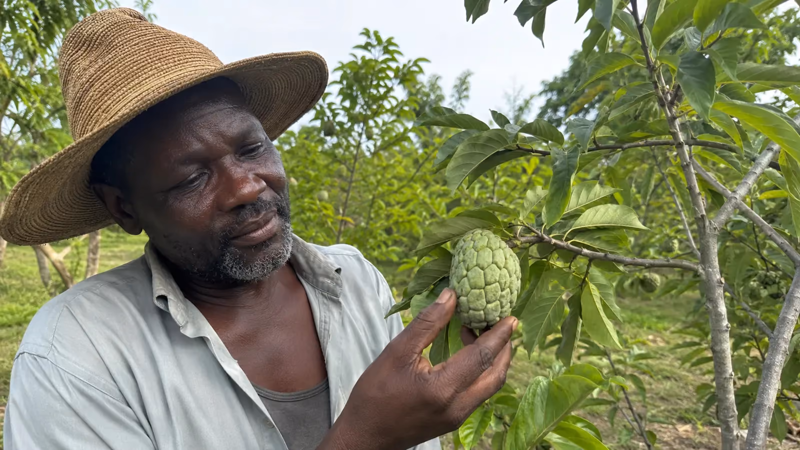 Kachiman — Annona squamosa