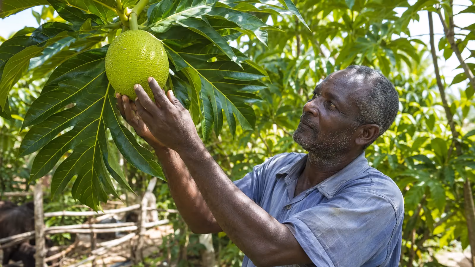 Lam Veritab — Artocarpus altilis