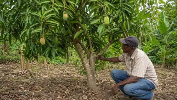 Mango