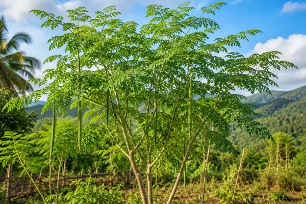 Moringa