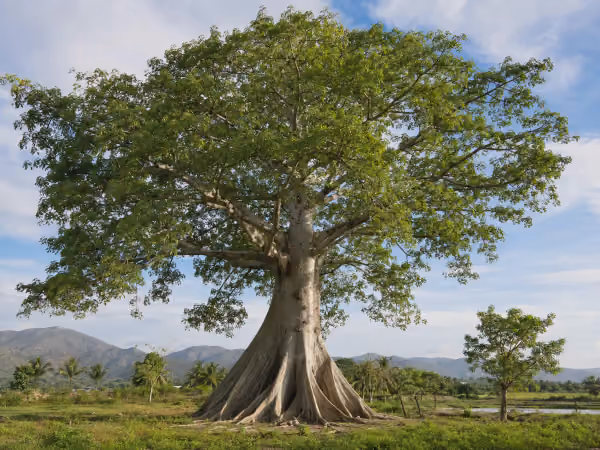 Rebwaze Ayiti